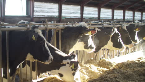 Breeding-of-cows-in-free-livestock-stall