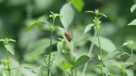 Wildbienen,-Hymenoptera,-Scoliidae,-Kaeng-Krachan-Nationalpark,-4k-Aufnahmen