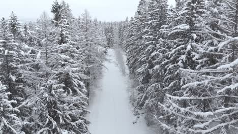 Aerial-rising-view-overlooking-a-trail-between-snow-covered-trees-and-snowy-forest,-on-a-cloudy,-winter-day---drone-shot,-rising,-crane