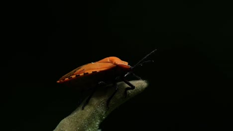 Bicho-De-Escudo-Gigante,-Tessaratomidae,-Parque-Nacional-Kaeng-Krachan,-Tailandia,-Imágenes-De-4k