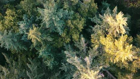 Drones-eye-view-flying-over-the-forest-looking-down