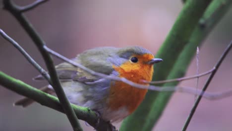 Small-cute-tiny-orange-bird-sitting-on-tree-branch-observing-wild-nature-in-stunning-close-up-view