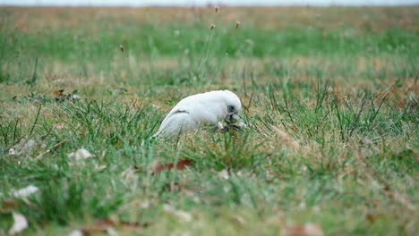 Short-Billed-Corella-Eating-Grass-By-Its-Toe-At-Kurnell-National-Park-New-South-Wales-Australia---Slow-Motion