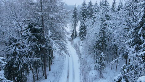 Absteigende-Luftdrohne,-Die-Eine-Wunderschöne-Winterwaldlandschaft-Und-Eine-Mit-Neuschnee-Bedeckte-Straße-Zeigt