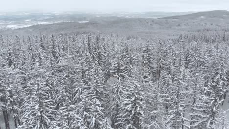 Aerial-view-overlooking-a-snow-covered-trees-and-snowy-forest,-on-a-dark,-cloudy,-winter-day---Tilt-up,-drone-shot