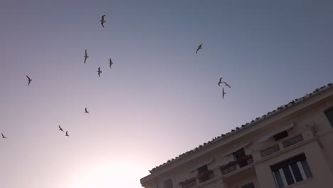 Flight-of-birds-in-the-sky-of-the-city-of-Varazze-at-sunset