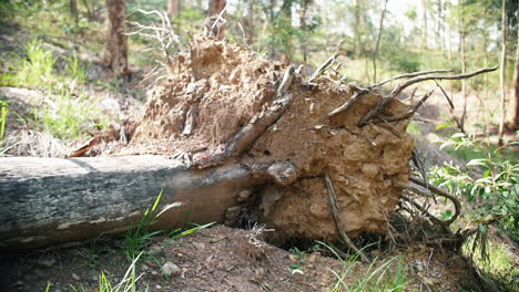 árbol-Caído-En-El-Bosque-Con-Raíces-Arrancadas-Del-Suelo