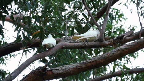 Un-Par-De-Pequeños-Corella-Descansaban-Sobre-Ramas-De-árboles-Durante-El-Día-En-El-Parque-Nacional-Kurnell-En-Nueva-Gales-Del-Sur,-Australia