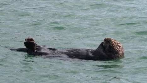 Sea-otter-floating-by-the-Kelp-forests-of-Moss-Landing-Harbor-in-Monterey-Bay,-Central-California