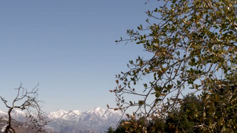 Right-Pan-View-of-Snow-Capped-Angeles-National-Forest