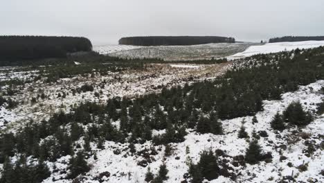 Aérea-Nevando-Invierno-Silvicultura-Paisaje-Coníferas-Cuento-De-Hadas-Blanco-Nieve-Paisaje-Forestal-Creciente-Pan-Izquierda