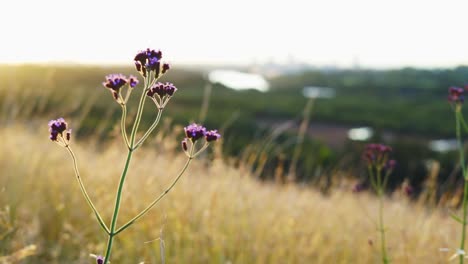 Selektiver-Weicher-Fokus-Von-Wildblumen-Auf-Trockenem-Gras-Vor-Schönem-Sonnenuntergang,-Weht-Im-Wind,-Goldene-Stundenfarben-Im-Hintergrund,-Naturkonzept