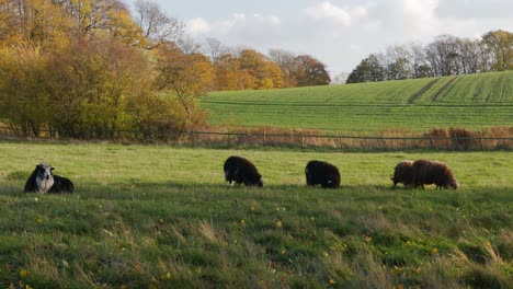 Idyllic-countryside-view-with-group-of-sheep-in-the-meadow,-autumn,-steady-shot
