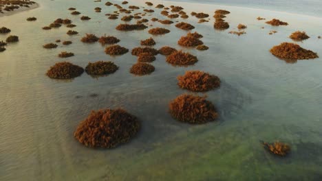 Drone-fly-over-mangrove-shrubs-growing-out-clear-ocean-water-to-tropical-ocean