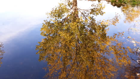 Un-Colorido-árbol-De-Otoño-Se-Refleja-En-El-Agua-De-Un-Lago-Tranquilo