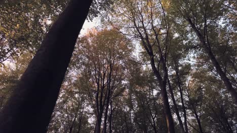 Fliegen-Unter-Den-Schönen-Herbstwaldbäumen---Niedrige-Antenne