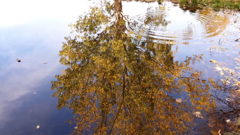 Werfen-Von-Steinen-In-Einen-Ruhigen-See-Mit-Einer-Reflexion-Eines-Bunten-Herbstbaums