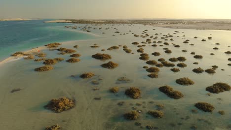 Drohnenpfanne-Türkis-Tiefes-Ozeanwasser-Sonnenuntergang-Spiegelt-Mangrovensträucher-Im-Flachen-Meer-Wider