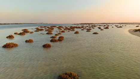 Drone-fly-low-altitude-over-ocean-sea-mangrove-shrubs-in-Abu-Dhabi-during-sunset