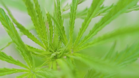 Frisches-Laub-Der-Cannabispflanze,-Das-Sich-Mit-Dem-Wind-Bewegt,-Verschwommener-Hintergrund---Zeitlupe