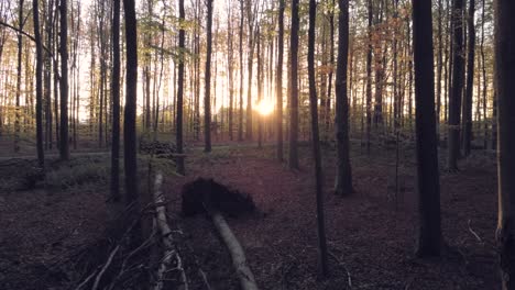 Sonnenuntergang-über-Den-Bäumen-Im-Wald