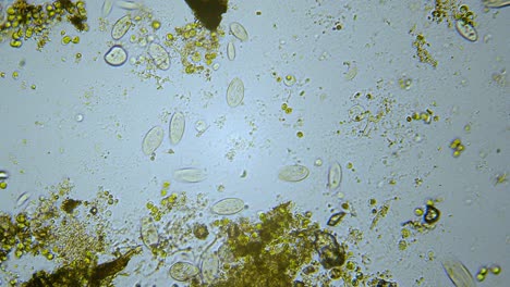 Paramecium-single-cell-organisms-in-microscope-bright-field