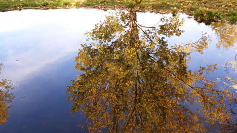 Bunter-Herbstbaum-Spiegelt-Sich-Im-Wasser-Eines-Ruhigen-Sees-Wider