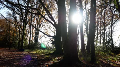 Bright-shining-sunlight-emerging-through-Autumn-woodland-tree-branches
