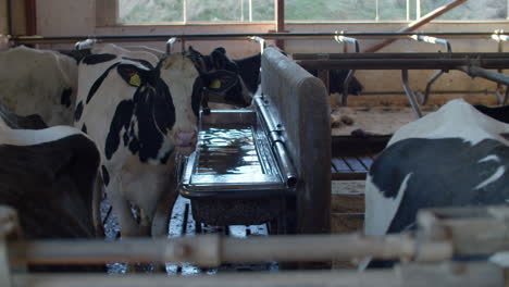 Industria-Láctea---Instalación-De-Ordeño-De-Vacas
