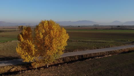 Colorida-Mañana-De-Otoño-Sobre-Un-Hermoso-Campo-Con-Parcelas-Plantadas-Y-árboles-Amarillos