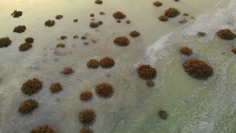 Drone-crane-mangrove-shrub-ocean-water-revealing-beautiful-sunset-reflection