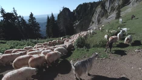 A-flock-of-sheep-and-goats-passing-by-going-to-the-stream-in-the-Buila-Vanturarita-National-Park,-part-of-the-Carpathian-Mountains