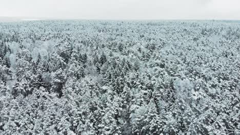 Camera-dolly-zooms-above-the-snowy-treetops