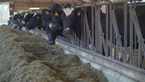 Cows-in-a-farm.-Dairy-cows