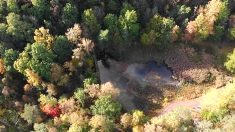 Drone-lift-up-from-Autumn-Forest,-small-pond-in-a-clearing