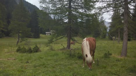 A-brown-horse-with-a-blond-mane-eats-grass-on-a-meadow-with-trees