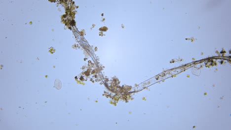 Paramecium-single-cell-organisms-in-microscope-bright-field