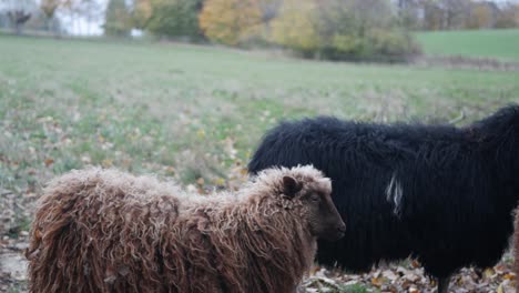 Group-of-brown-and-black-sheep-walking-in-green-meadow,-medium-shot