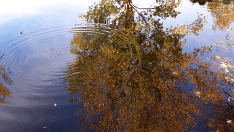Einen-Stein-Ins-Wasser-Eines-Ruhigen-Sees-Mit-Der-Reflexion-Eines-Bunten-Herbstbaums-Werfen