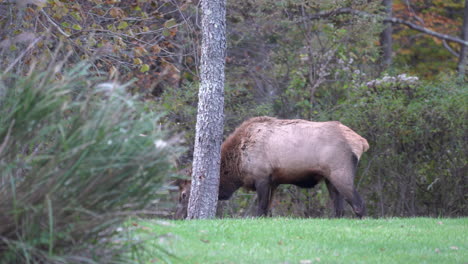 A-bull-elk-or-wapiti-grazing-in-a-green-meadow-in-the-early-autumn-season