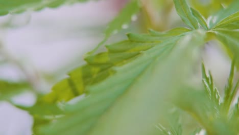 Lange,-Stachelige-Grüne-Blätter-Der-Cannabis-Sativa-Pflanze-Mit-Verschwommenem-Hintergrund---Zeitlupe