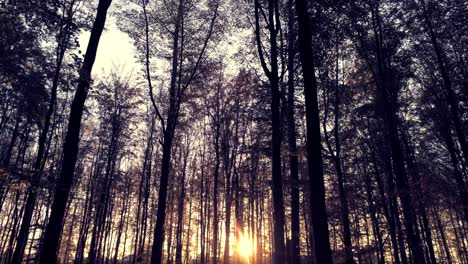 Langsam-Nach-Oben-Geneigter-Schuss,-Der-Die-Silhouette-Blattloser-Bäume-Im-Wald-Und-Den-Sonnenuntergang-Im-Hintergrund-Zeigt