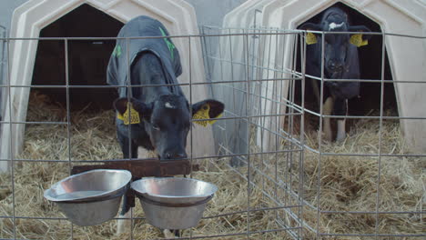 calf-in-the-cowshed-in-dairy-farm