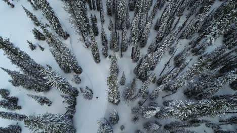 Birdseye-Aerial-View-of-Winter-Landscape,-Snow-Capped-Conifer-Mountain-Forest-in-Highlands-of-Canada