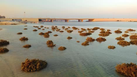 Drone-flies-low-over-mangroves-in-the-ocean-waters-with-city-and-bridge-in-back