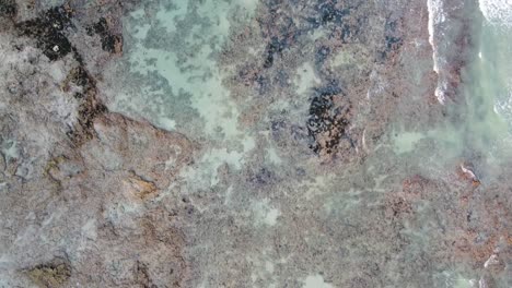 Top-Down-Aufnahmen-Von-Korallen-An-Der-Felsigen-Meeresküste-Mit-Wunderschönem-Blauem-Wasser
