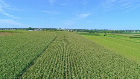Aerial-View-of-Traveling-Along-Rows-of-Green-Corn-Fields-on-a-Sunny-Summer-Day