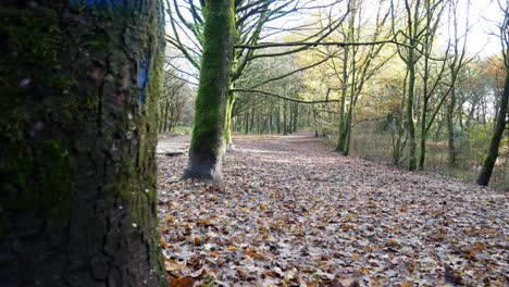 Blätter-Im-Herbst-Fallen-Laub-Wald-Bedeckt-Waldboden-Im-Malerischen-Park-Trail-Rechts-Dolly-Hinter-Baumstamm
