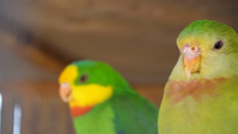 Ein-Paar-Wunderschöne-Papageien,-Die-Von-Einem-Käfig-Im-Wildpark-In-Spanien-Nach-Draußen-Schauen---Nahaufnahme