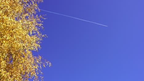 Airplane-flying-and-tracing-white-line-on-bright-blue-sky-seen-through-golden-leaves-of-poplar